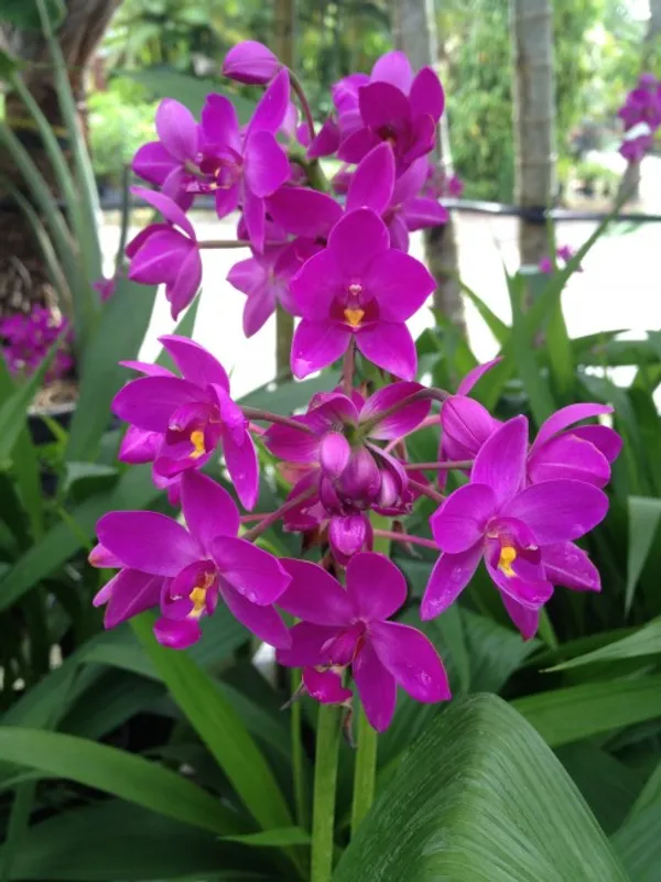 Ground_orchid_spathoglottis_purple_pornkasem